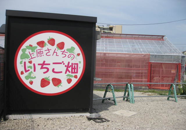 上原さんちのいちご畑のいちご狩り（川崎市多摩区）